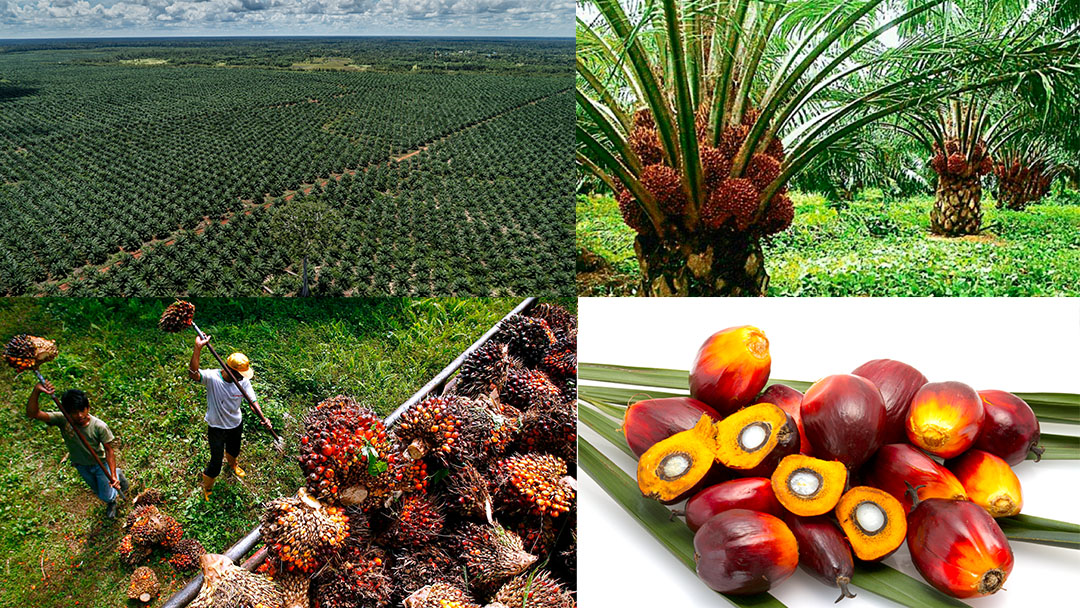 Palm Oil In Pursuit of Sustainability Dirt To Dinner