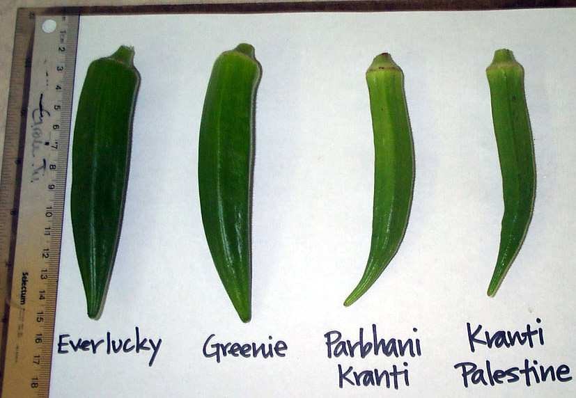 Okra (Abelmoschus esculentus (L.) Moench) An EasytoGrow Multipurpose