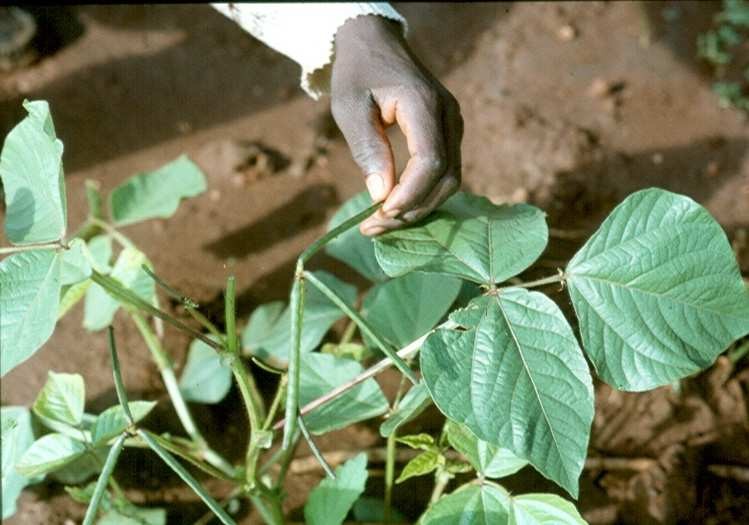 Green Gram or Mung Bean (Vigna radiata)