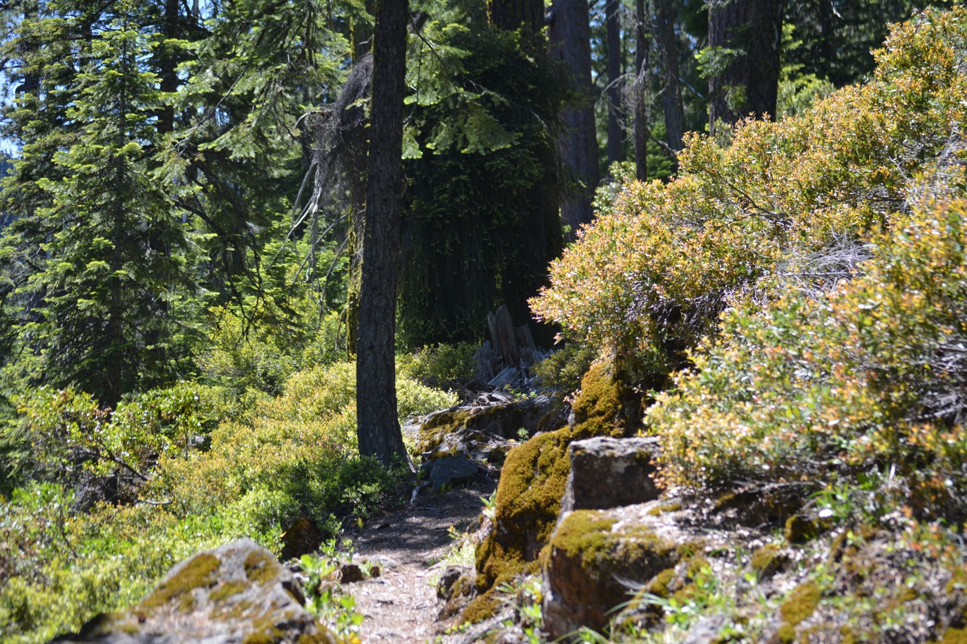 Frog Pond Trail, Oregon Drone Recovery