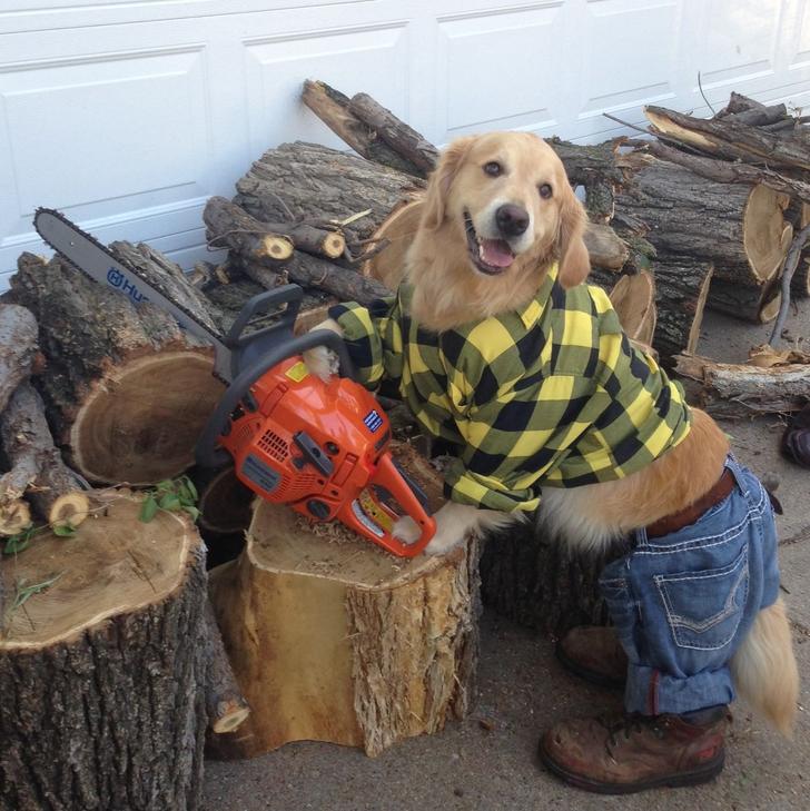 Remembering 'Redneck Retriever' The Favorite Dog Funny Article eBaum's World