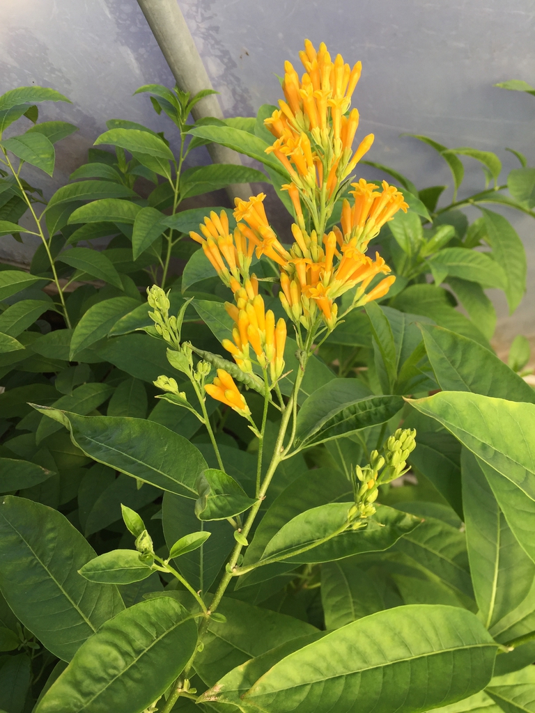 Orange Cestrum