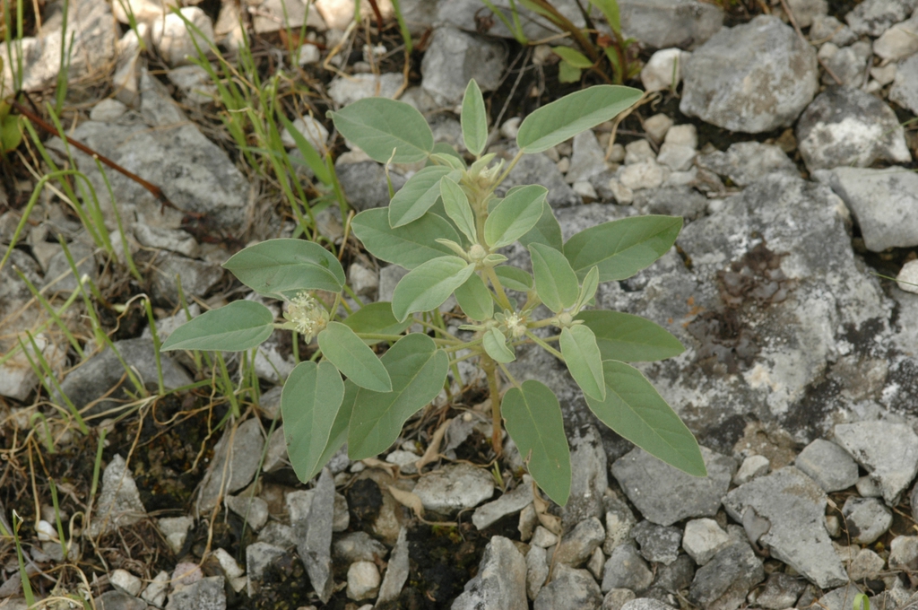 Croton capitatus (Hogwort, Texas Goatweed, Woolly Croton) North