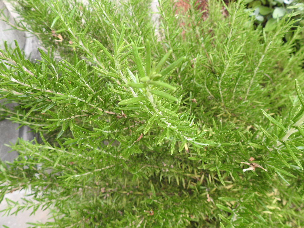 Salvia rosmarinus (Anthos, Rosemary) North Carolina Extension