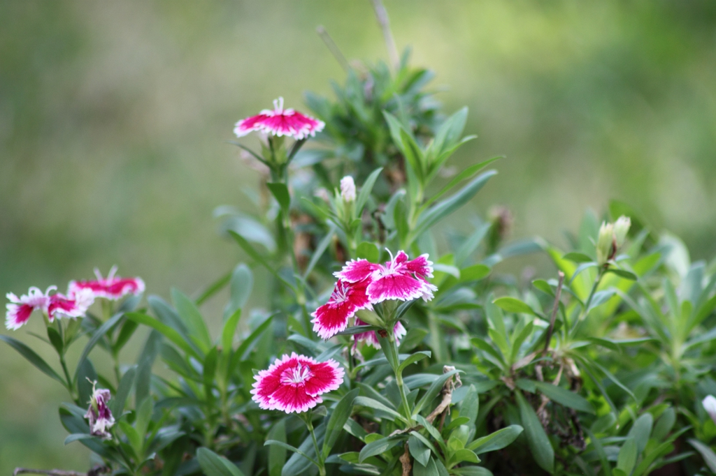 Dianthus chinensis x barbatus (Hybrid Pinks, Pinks) North Carolina