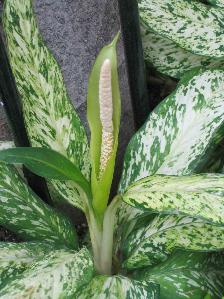 Aglaonema commutatum (Chinese Evergreen, Golden Evergreen, Philippine
