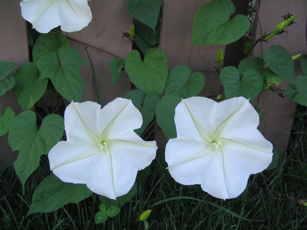 Ipomoea alba (Moonflower, Moonvine, Tropical White Morning Glory