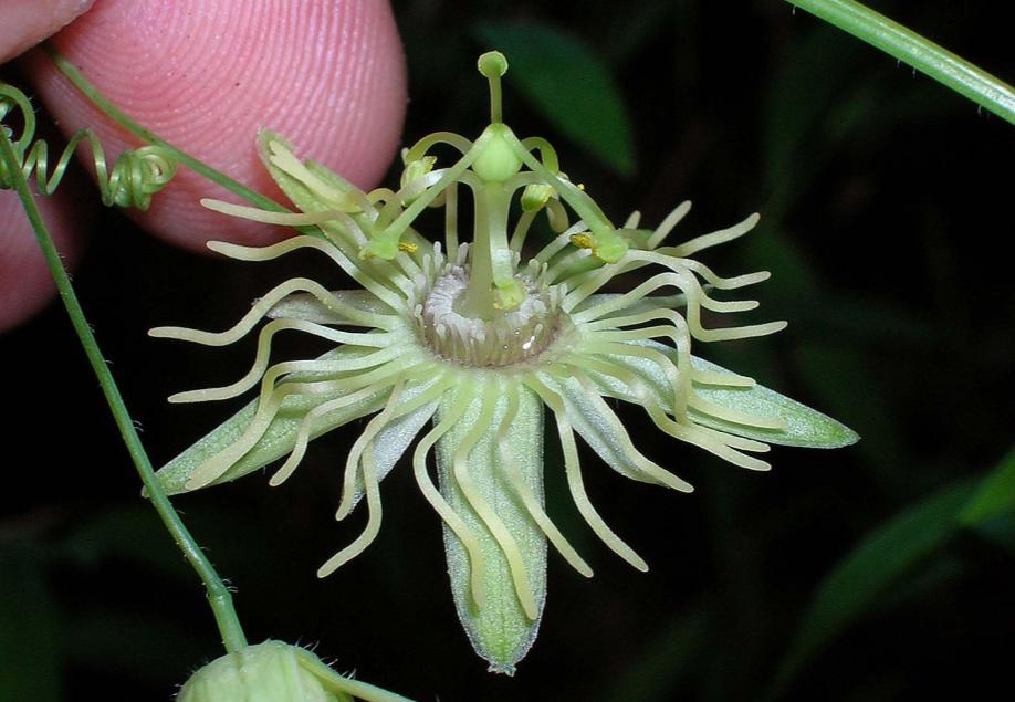 Passiflora lutea (Dwarf Passionflower, Eastern Yellow Passionflower