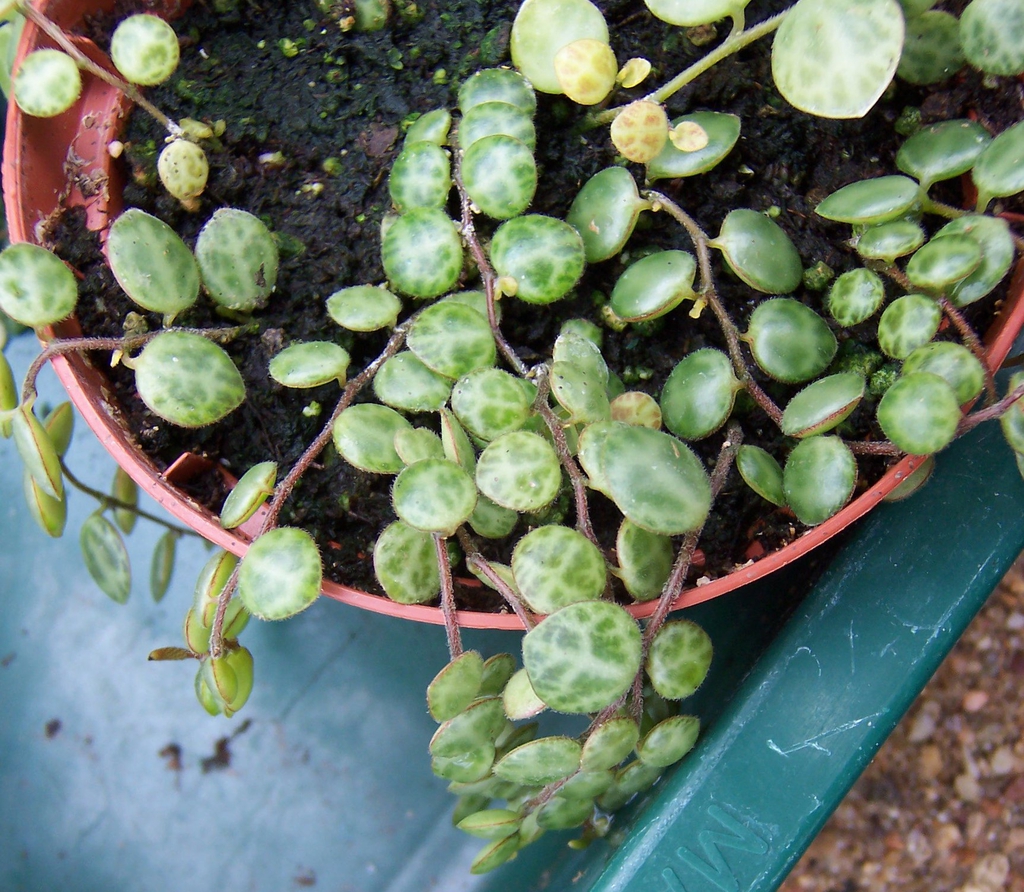 Peperomia prostrata (String of Turtles, Trailing Peperomia) North