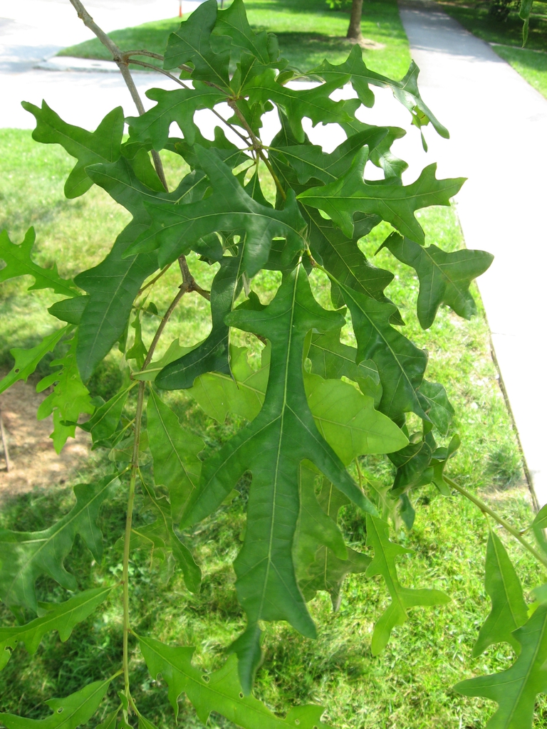 Quercus lyrata (Oaks, Overcup Oak, Swamp Post Oak, Swamp White Oak