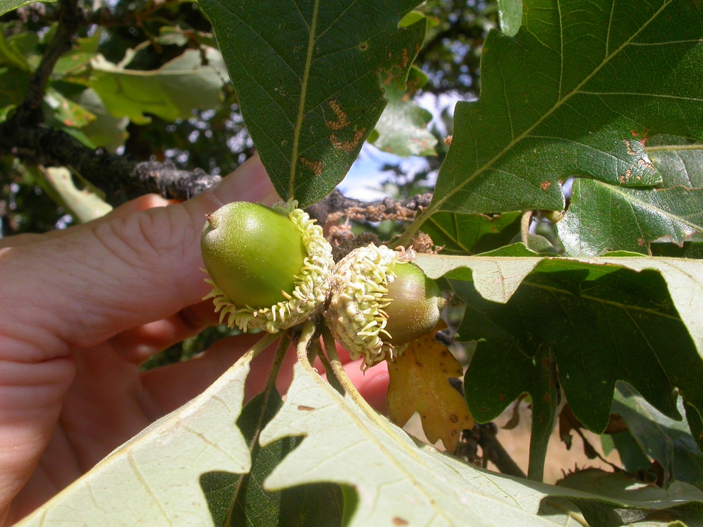 Quercus macrocarpa (Bur Oak, Oaks) North Carolina Extension Gardener Plant Toolbox