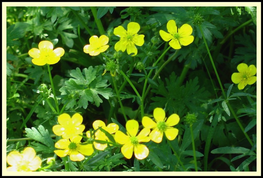 Ranunculus carolinianus (Carolina Buttercup) North Carolina Extension