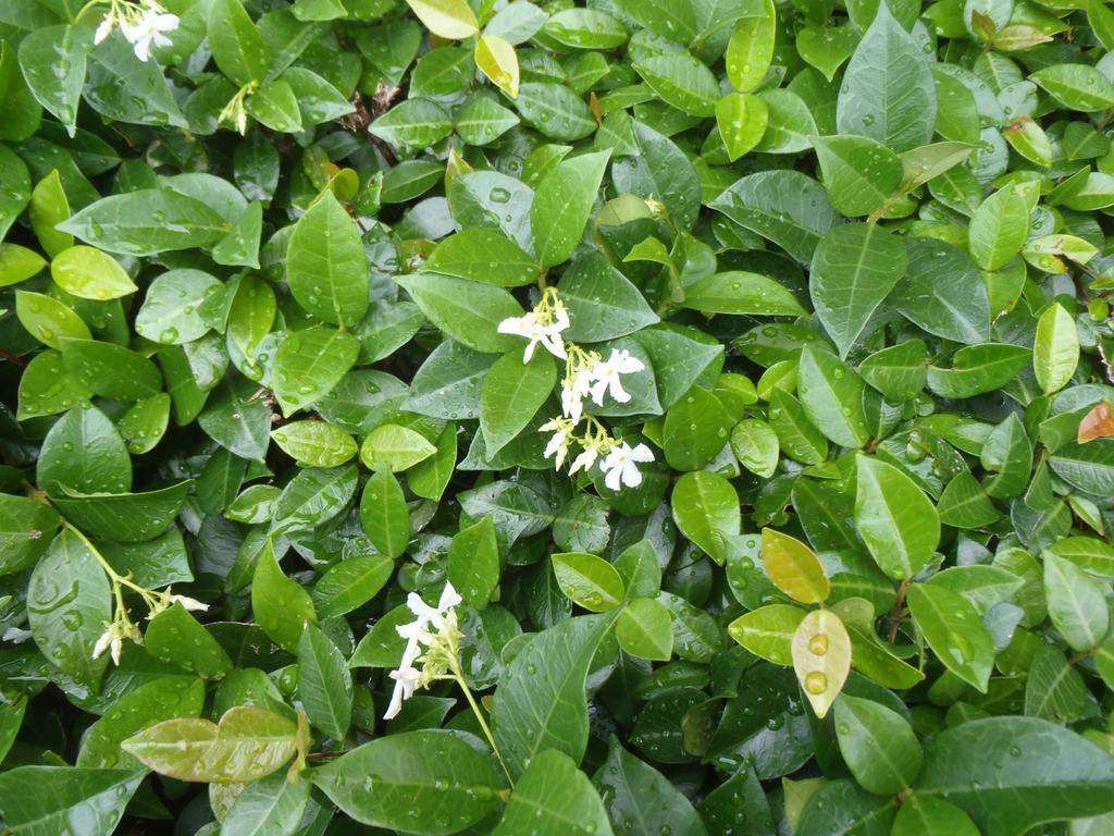 Trachelospermum asiaticum (Asian Star Jasmine, Asiatic Jasmine, Yellow