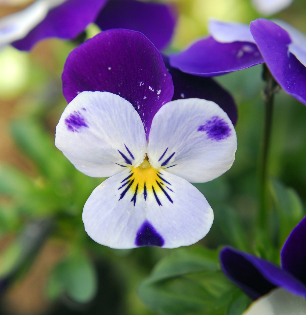 Viola cornuta (Horned Pansy, Horned Violet, Tufted Violet, Violets