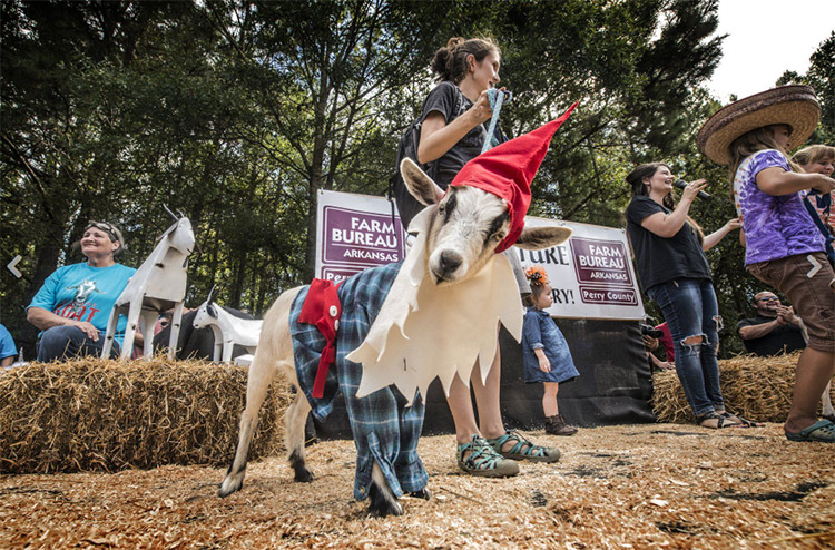 goat day 2023 Arkansas Goat Festival Encyclopedia of Arkansas