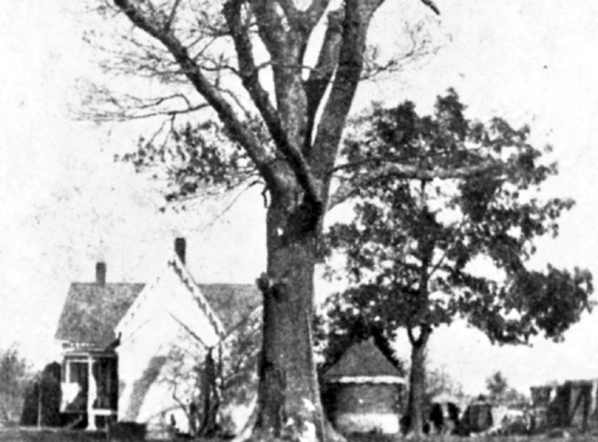 Lonoke Lone Oak Tree Encyclopedia of Arkansas