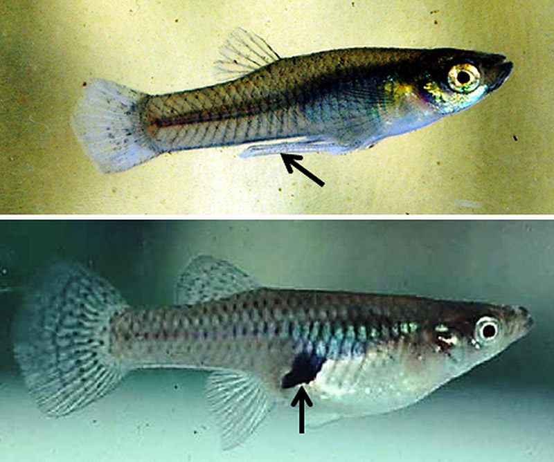 Western Mosquitofish Encyclopedia of Arkansas