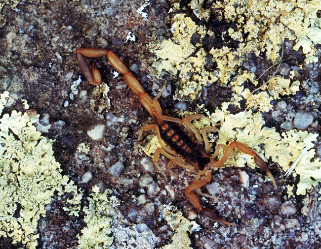 Striped Bark Scorpion Encyclopedia of Arkansas