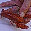 Dermott Arkansas Crawfish Festival 2023 Dermott Crawfish Festival - Encyclopedia Of Arkansas