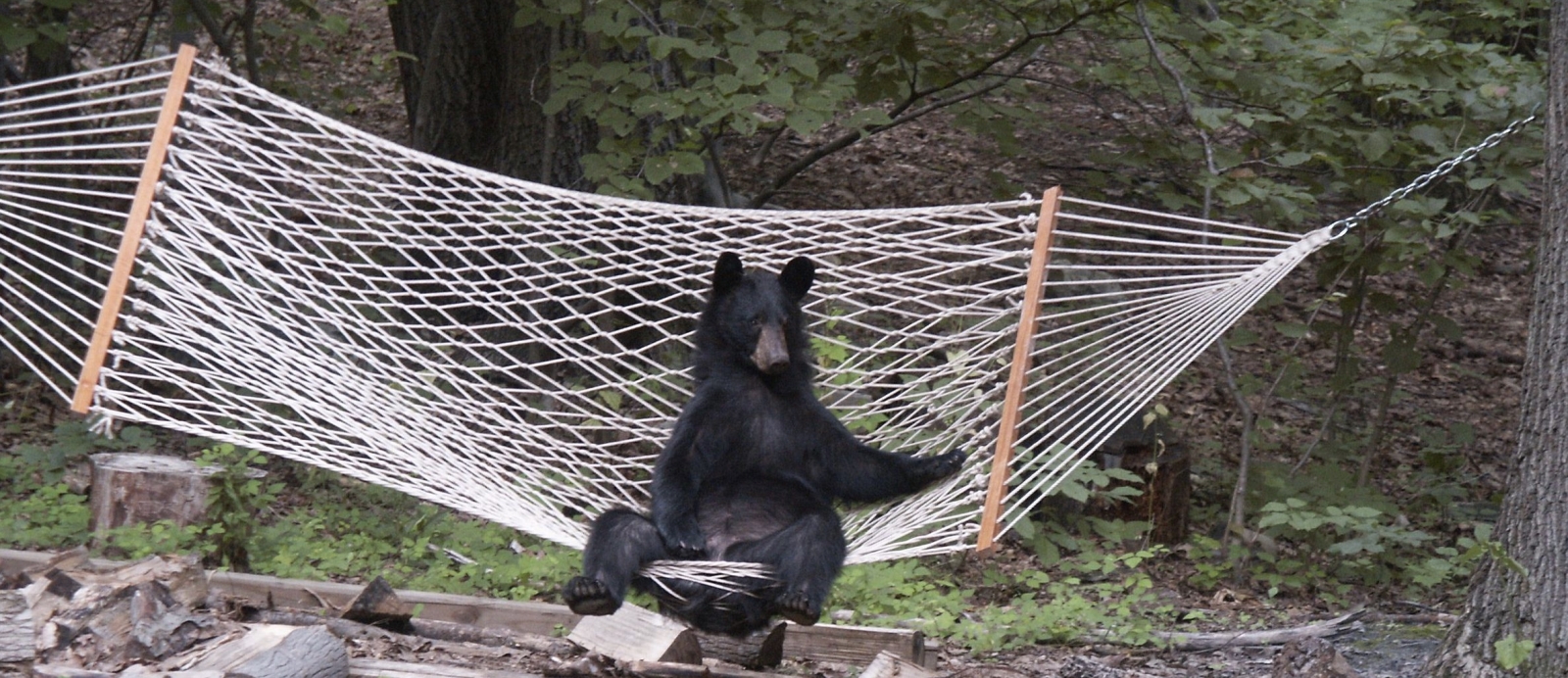 3 Ways To Stay Safe From Wild Animals When You Hammock Camp Serac Hammocks