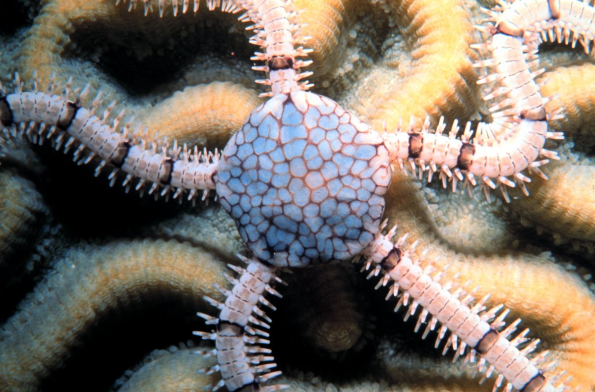 Brittle stars Some species, however, are hermaphroditic or protandric. FactInformer