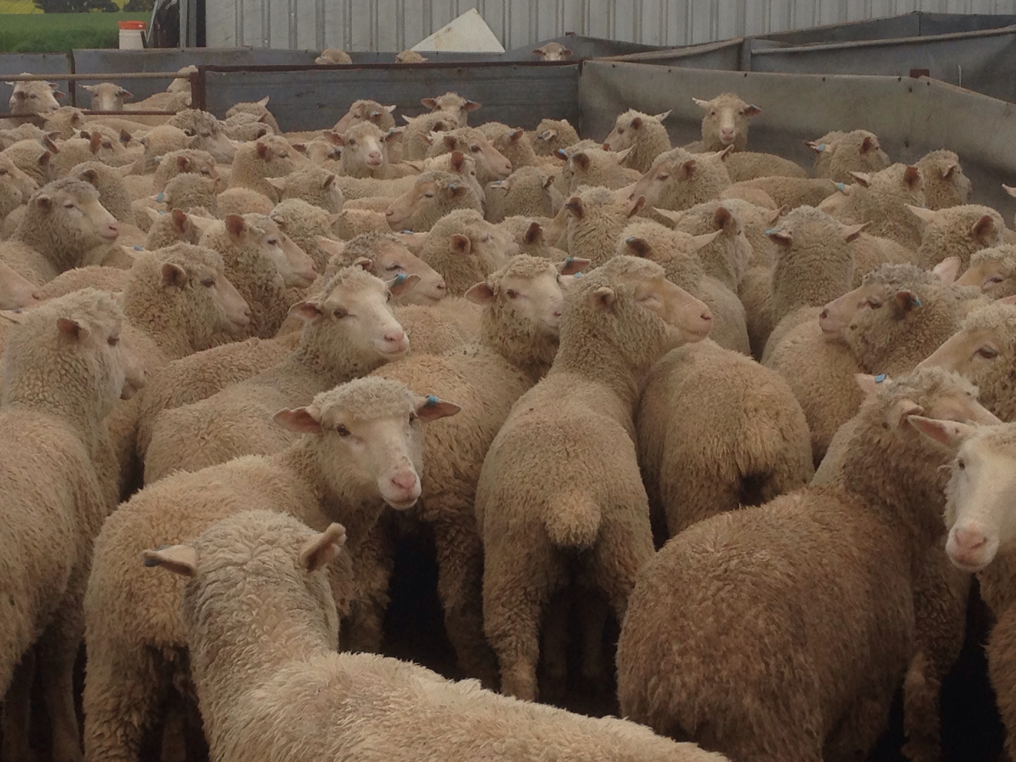 108 merino x Suffolk ewe lambs Livestock Sheep Lambs For