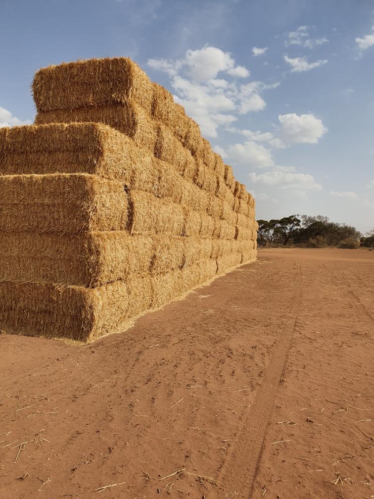 Wheat Straw Hay & Fodder Straw For Sale Wheat Straw Hay & Fodder Straw For Sale