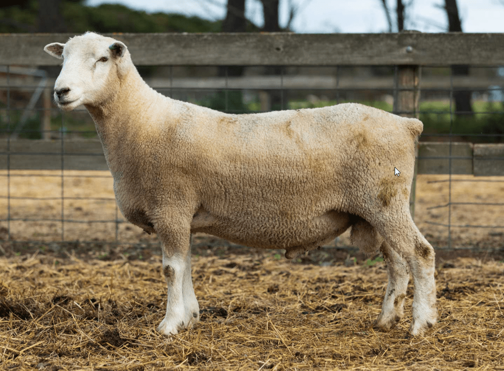 Under Auction Lot 27 Highlander Ram 191105 (DLE Ram Auction A100