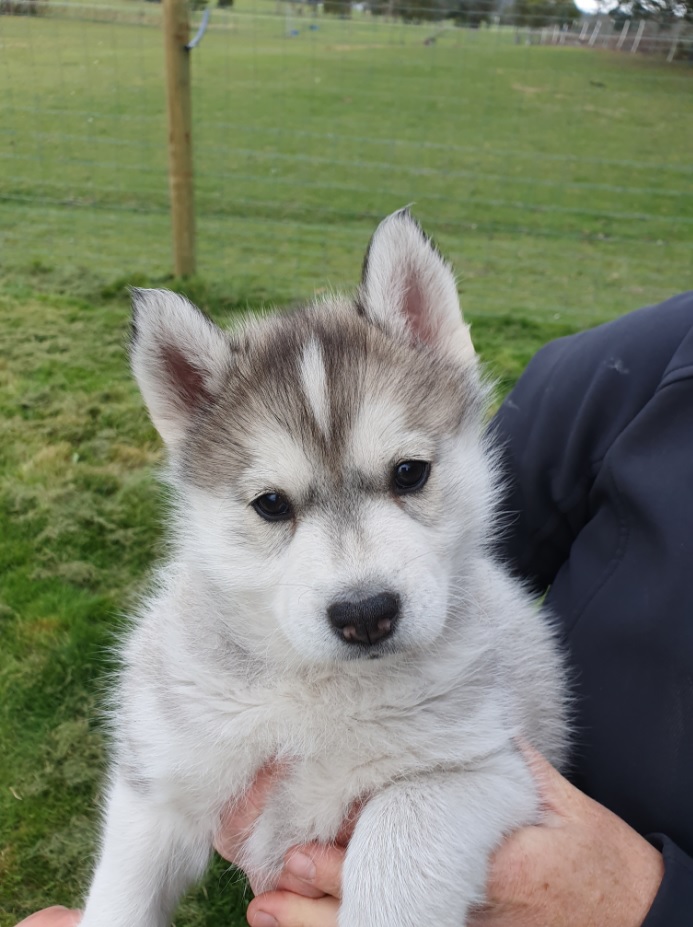 Siberian husky puppy Livestock Dogs For Sale