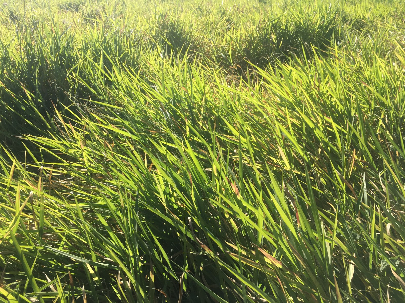 Signal Grass in 4x4 Round Bales Hay & Fodder Pasture Hay