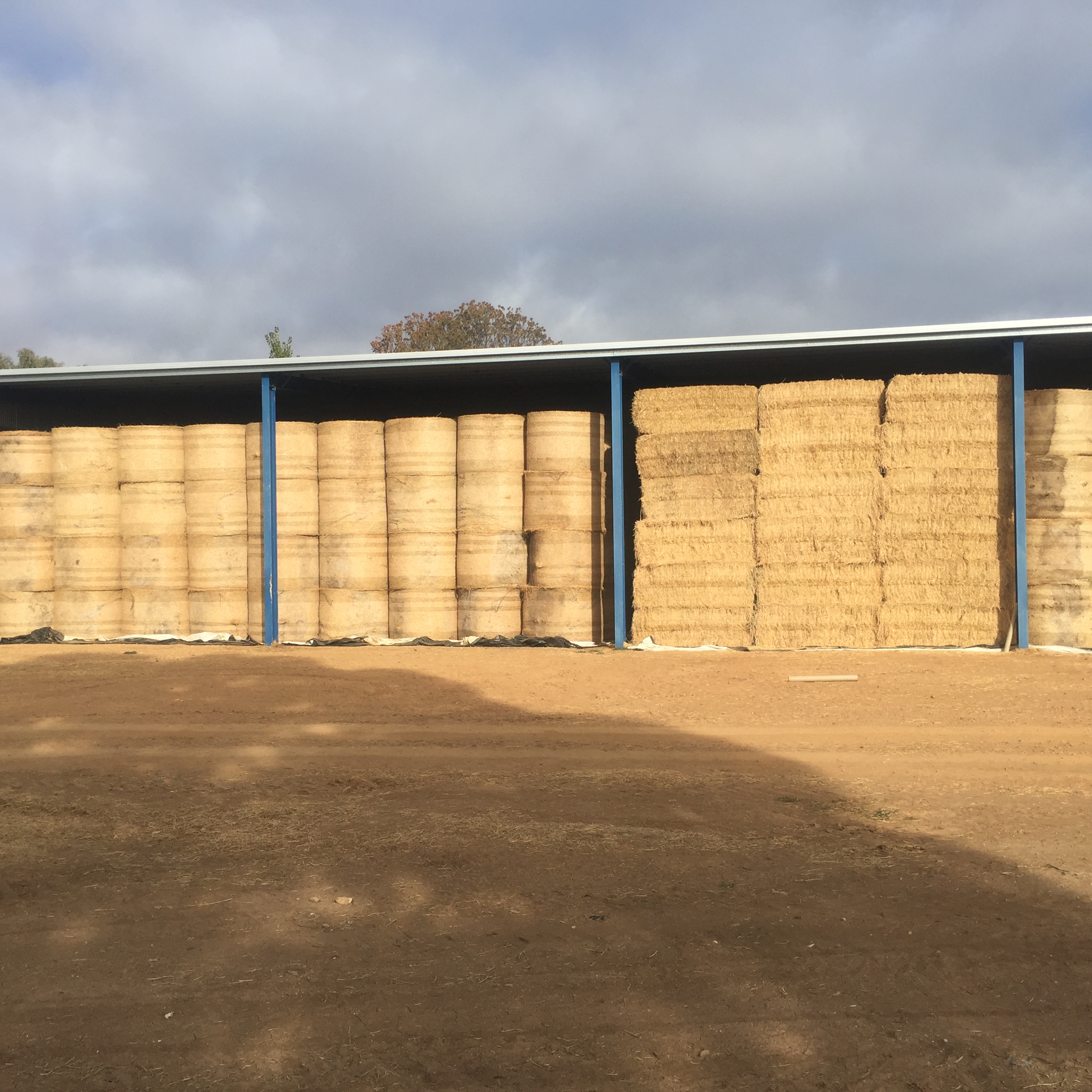 Lucerne hay Hay & Fodder Lucerne Hay For Sale