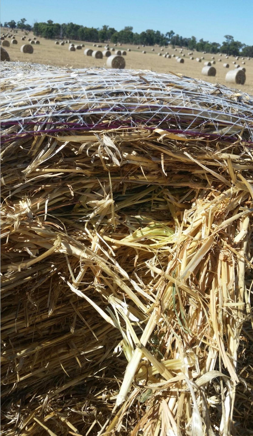 Oaten Hay Rolls For Sale Ex or Can Deliver Locally Hay