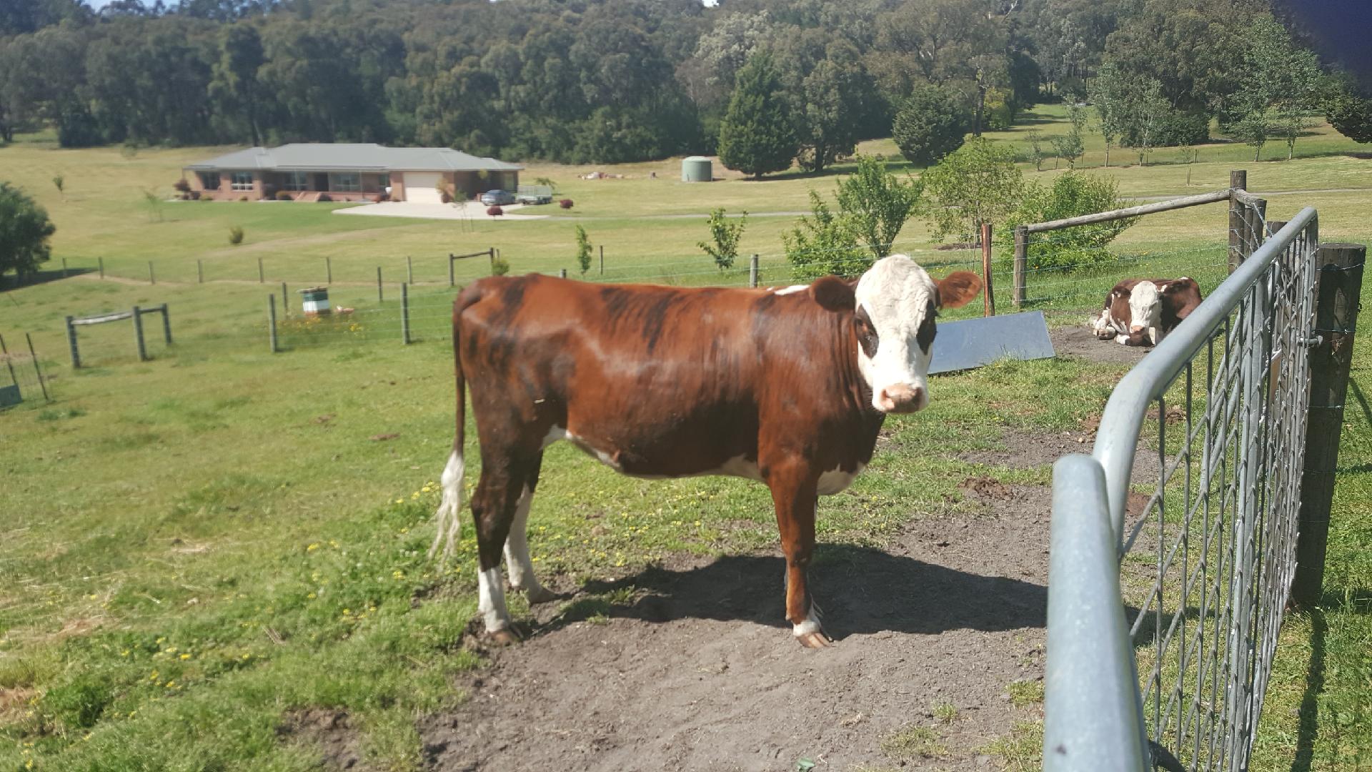Hereford cross Livestock Beef Cattle Heifers For Sale