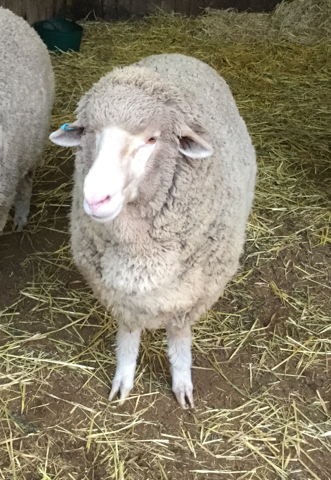 SRS Merino Ram Livestock Sheep Rams Wanted