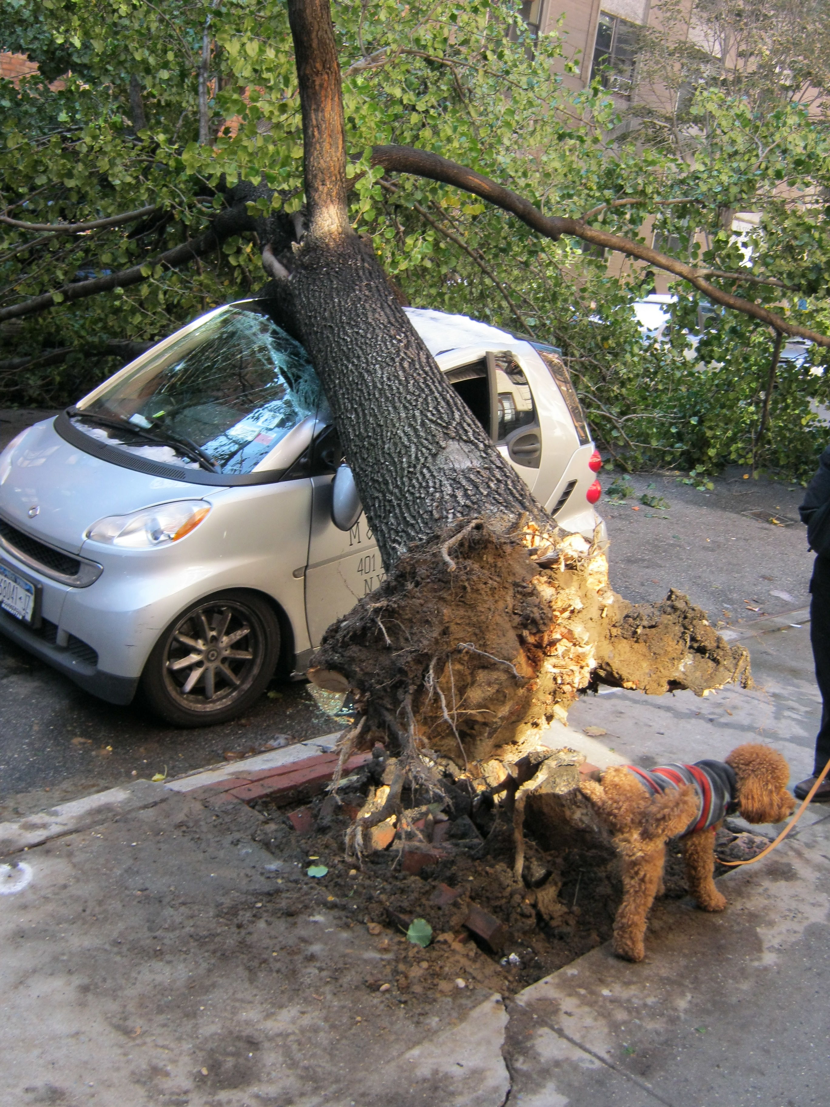 Dog Pee Kills Trees! August 2019 CairnTalk