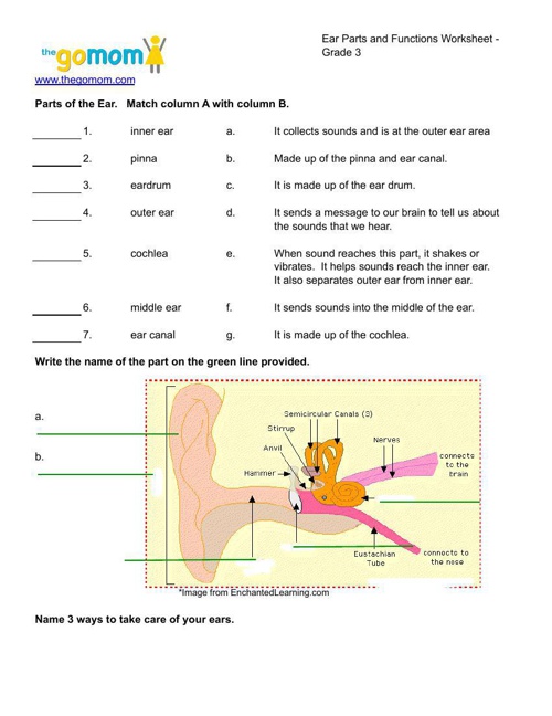 Ear-Parts-and-Functions-... by Cathy Brooks - Flipsnack