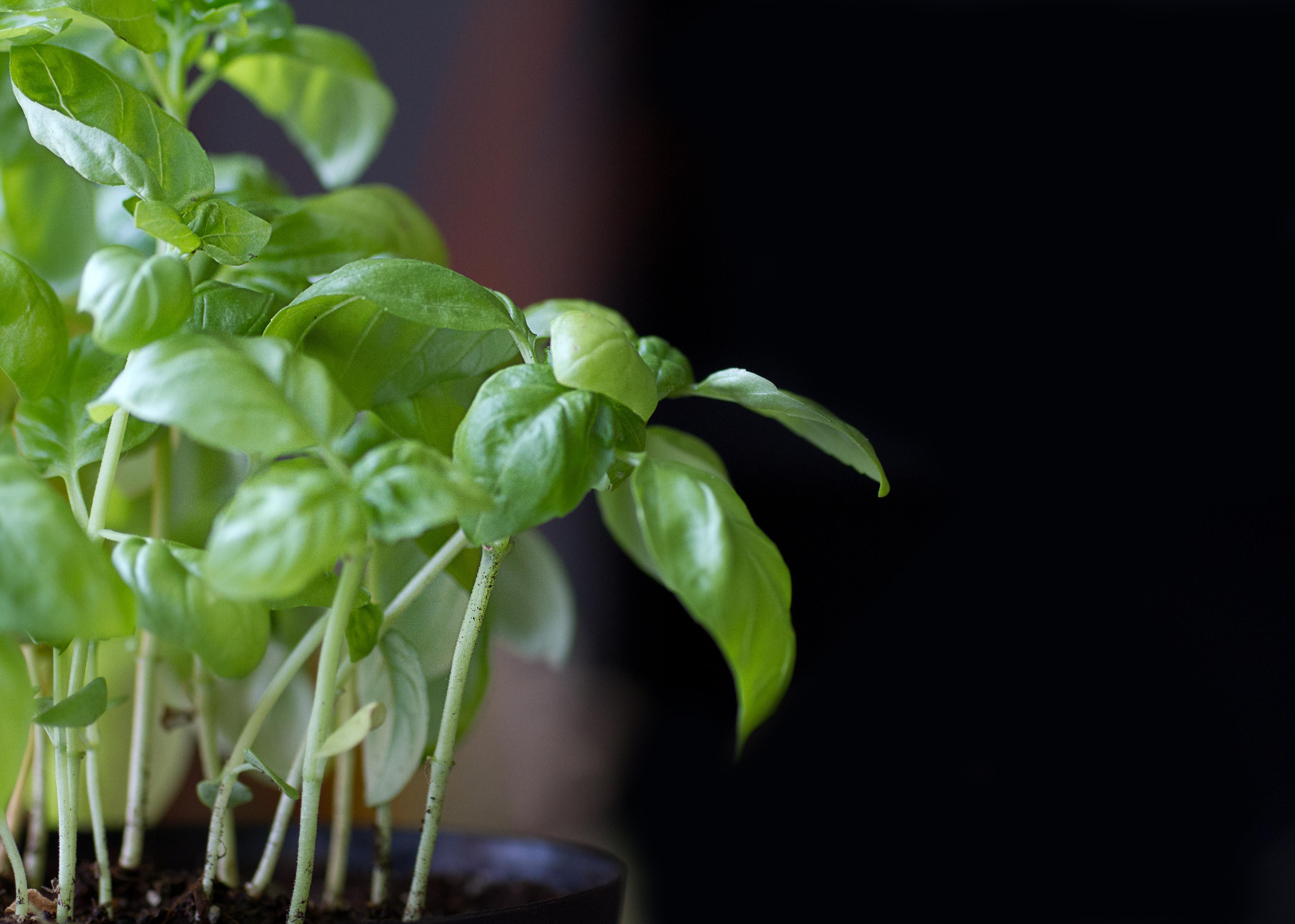 9 Plants That Bug Bugs Including Mosquitoes