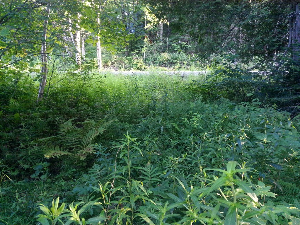 A Great Listing CENTURY 21 Farm & Forest