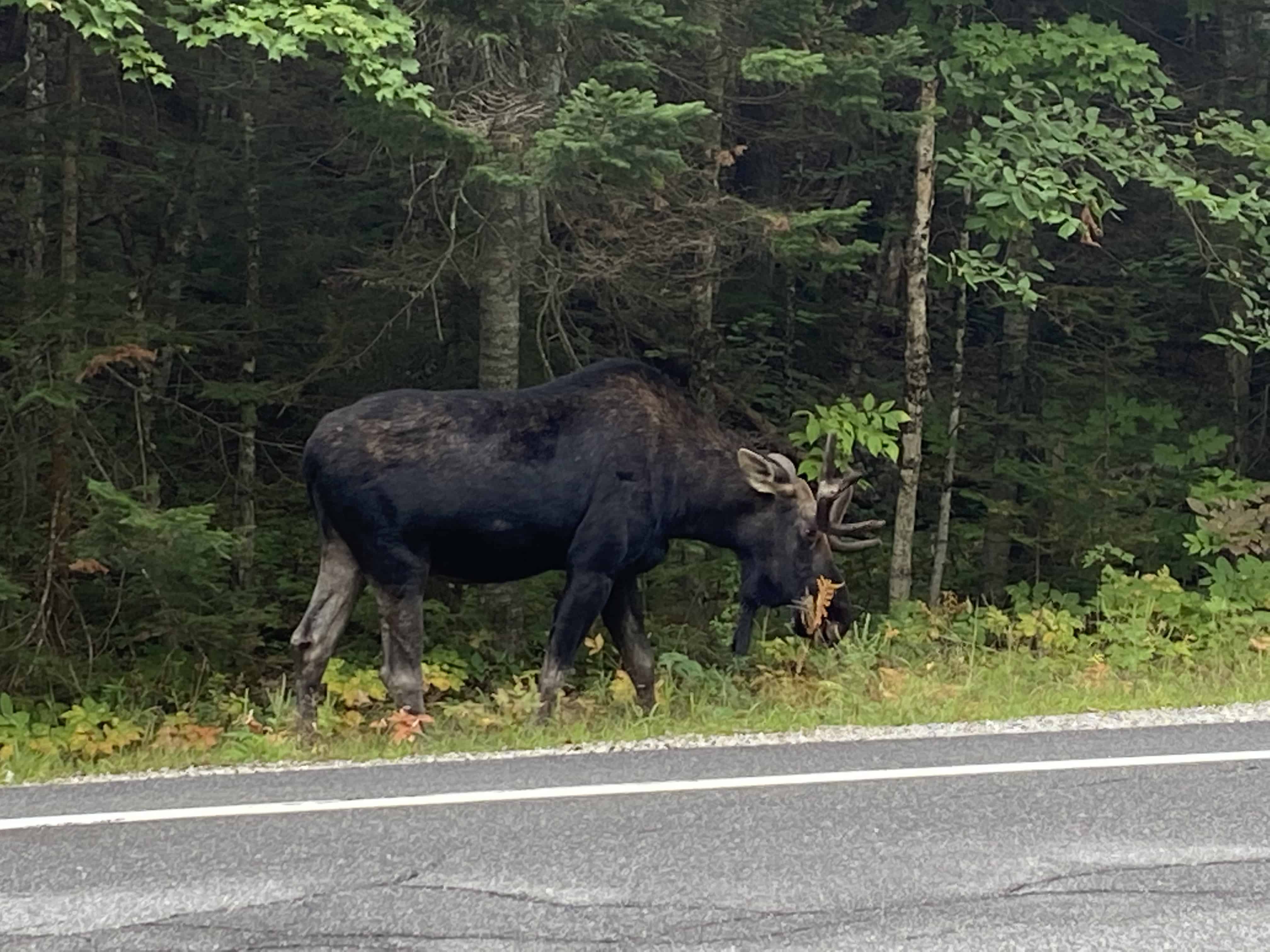 Moose Festival The Dow Group