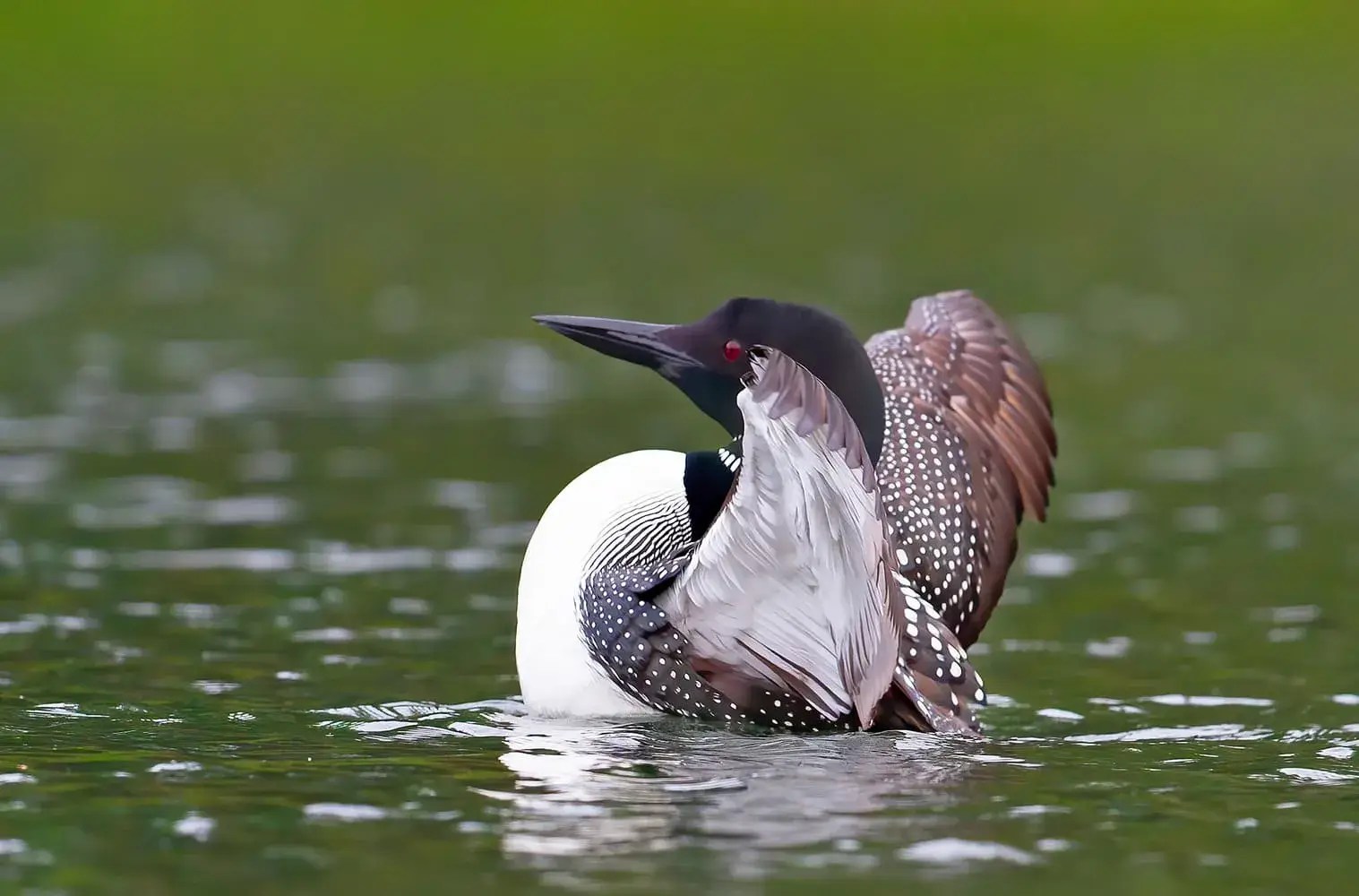 Big Island Pond Real Estate Hampstead NH Real Estate Realtor NH