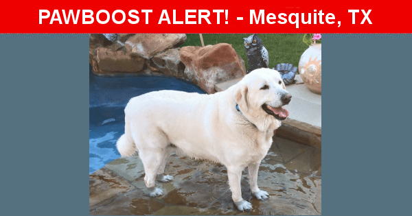 28 HQ Images Lab Puppies Near Mesquite Tx Mining Camp Labradors