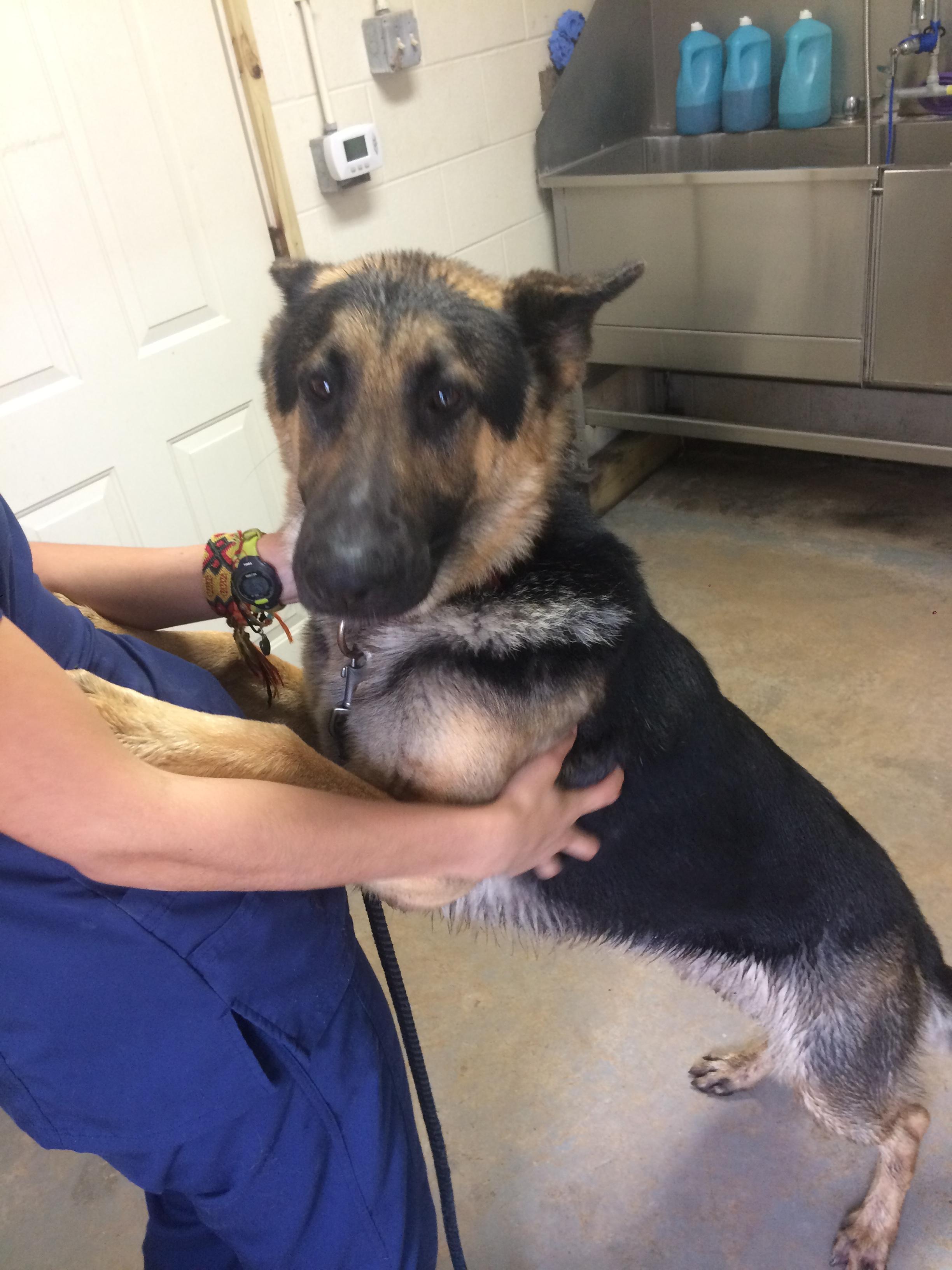 Found Dog in Houston, TX 77065
