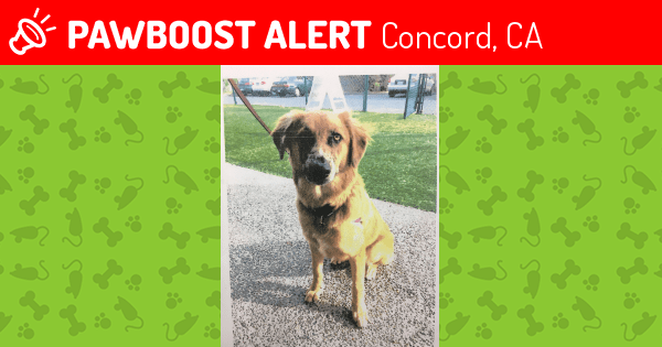 Lost Female Dog in Concord, CA 94519 Named Abby (ID 4565509) PawBoost