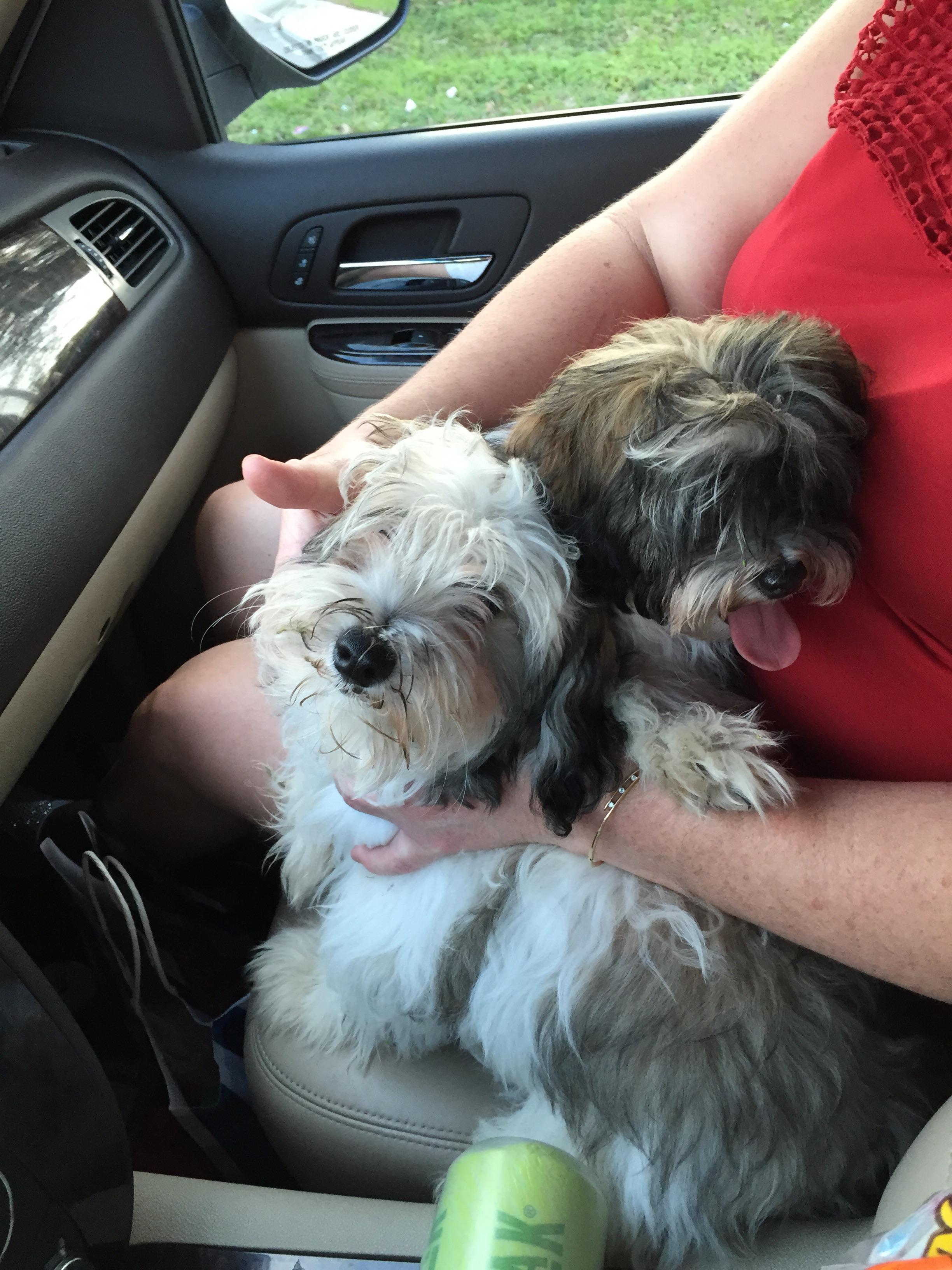 Found Dog in Sunrise, FL 33351