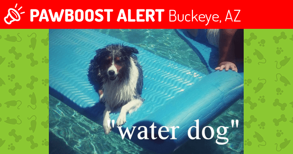 Lost Female Dog in Buckeye, AZ 85396 Named Dawg (ID 4582089) PawBoost