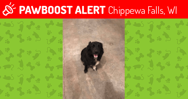 Found/Stray Female Dog in Chippewa Falls, WI 54729 (ID 4618558) PawBoost