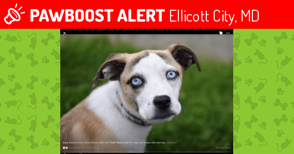 Pet Rescue Ellicott City Md The W Guide