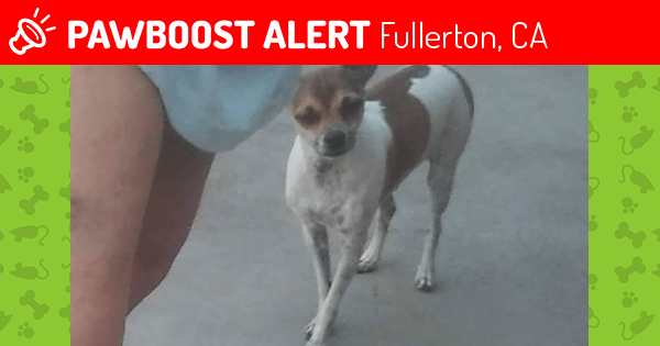 Lost Male Dog in Fullerton, CA 92833 Named THUMPER WILSON (ID 4641375) PawBoost