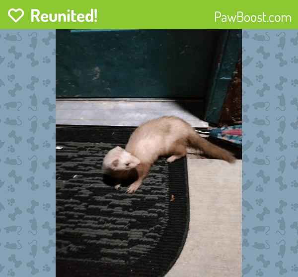 Reunited Female Ferret in Albuquerque, NM 87108 (ID 4650345) PawBoost