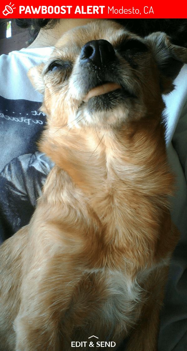 Lost Male Dog in Modesto, CA 95354 Named Harley (ID